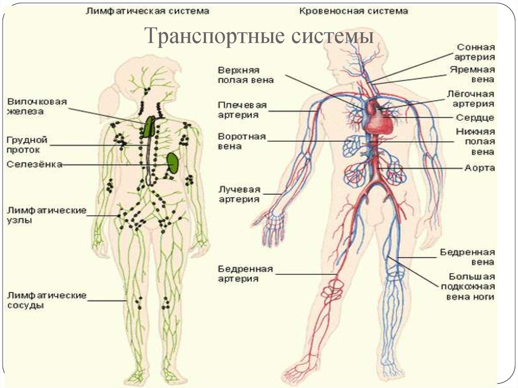 Презентация на тему лимфатическая система