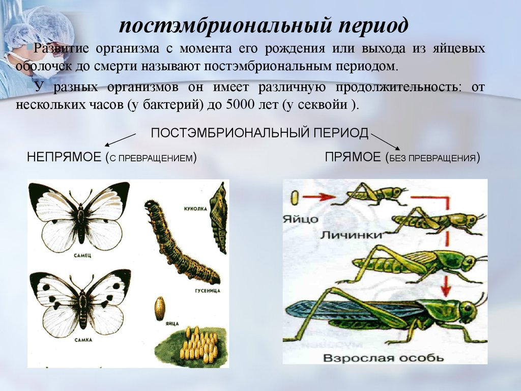 Постэмбриональный период онтогенеза