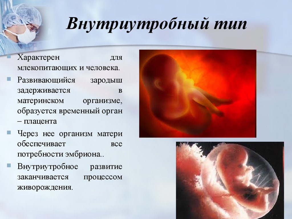 Вид развития зародыша