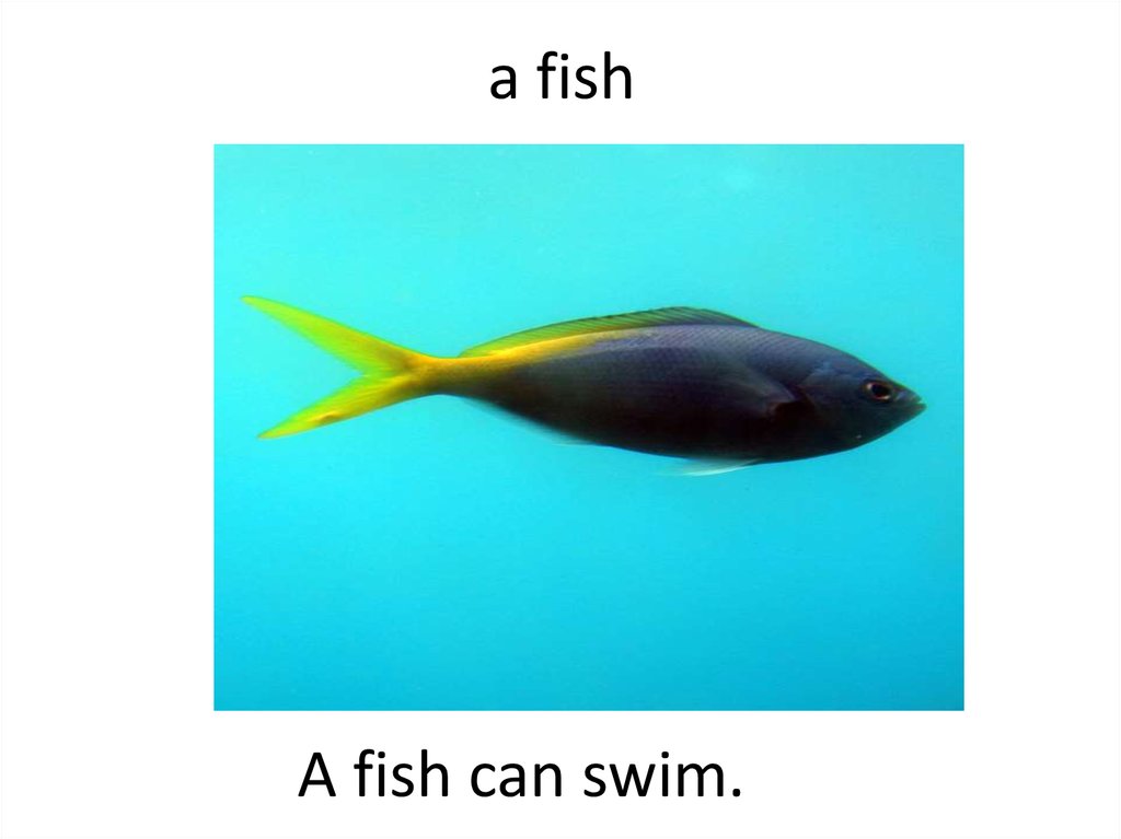 A fish can t fly. A Fish can Swim. Fishing can Swim. A Fish can Swim в вопросительной форме. Can you Swim like a Fish.