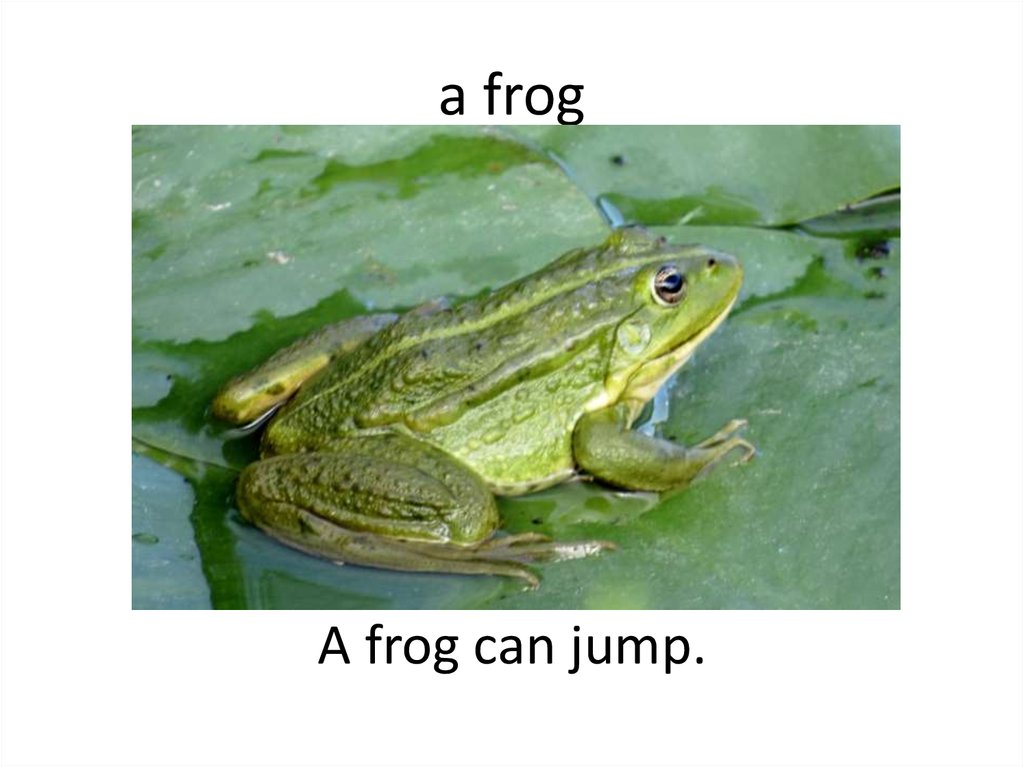 Frog can jump перевод произношение. A Frog can Jump. Frog перевод. Frogs can. I can Jump like a Frog.