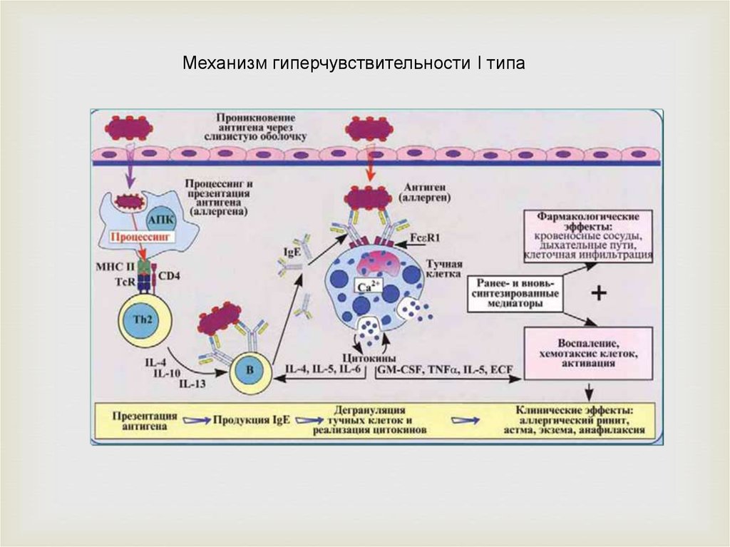 Типы гиперчувствительности. Реакция гиперчувствительности 3 типа механизм развития. Механизм развития III –типа гиперчувствительности по схеме. Патогенез гиперчувствительности 1 типа. Схема гиперчувствительности 1 типа.