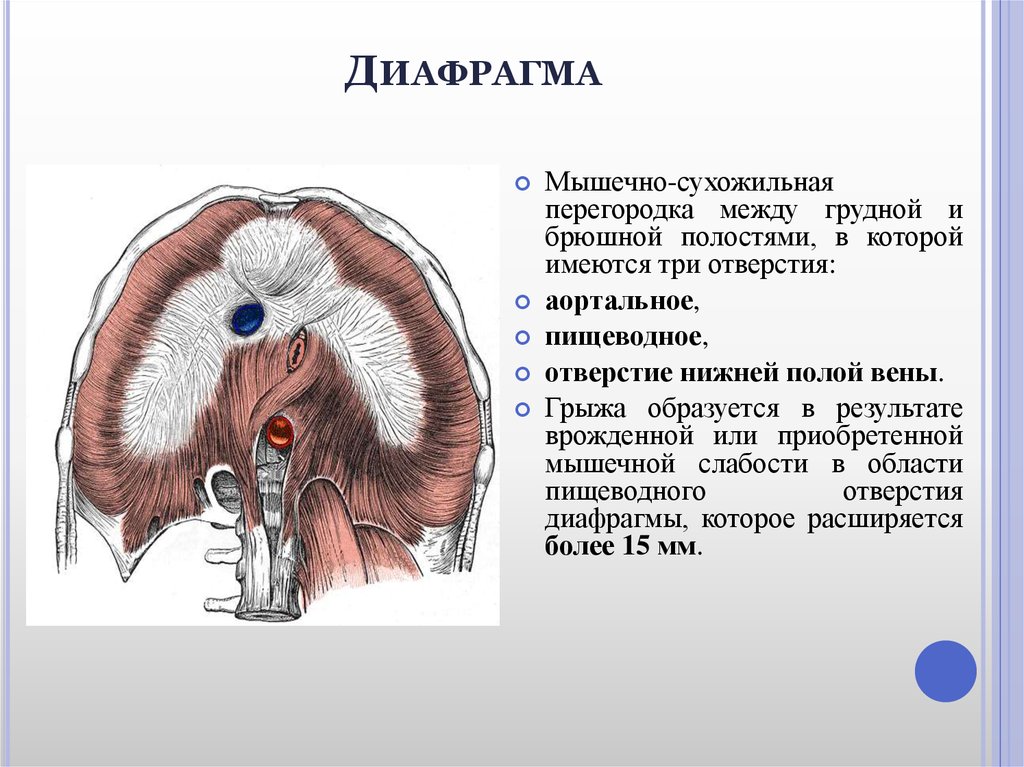 Релаксация диафрагмы