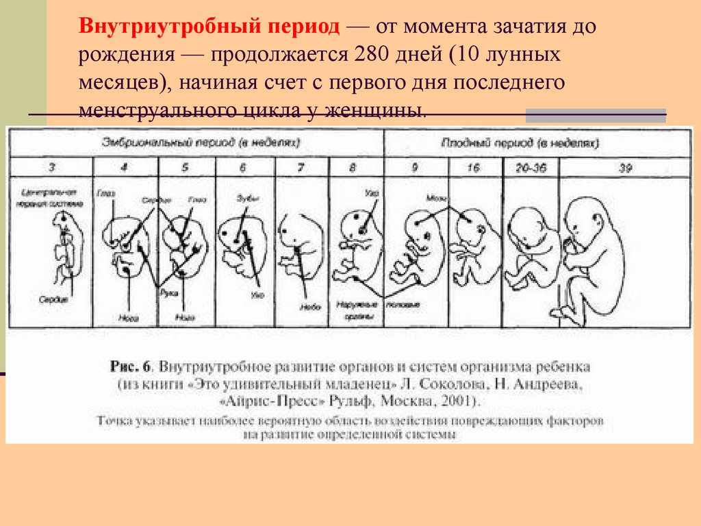 Внутриутробное развитие ребенка с момента зачатия до появления на свет картинки Внутриутробное развитие ребенка с момента зачатия до появления на свет картинки