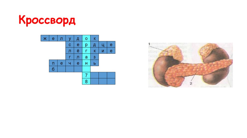 Кроссворд 24. Кроссворд органы и системы органов. Кроссворд системы органов животных 6 класс. Кроссворд на тему ткани органы и системы органов. Кроссворд по теме «клетки, ткани, органы, системы органов»..