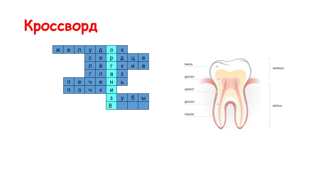 Кроссворд органы человека. Кроссворд по органам чувств. Кроссворд организм человека для детей. Кроссворд орган слуха.