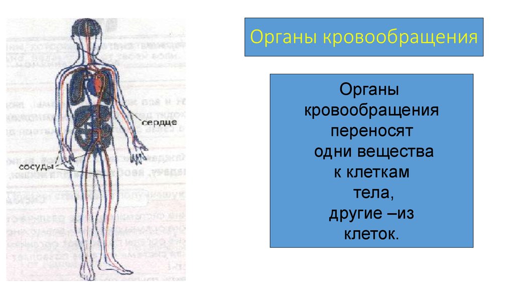 Органы кровообращения это. Органы кровообращения переносят одни. Система переносит одни вещества к клеткам тела, другие из клеток. 7. Органное кровообращение.. Кровообращения как перенести.