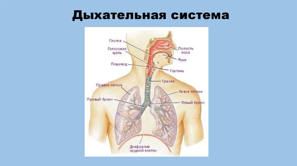 Дыхательная 8 минут. Дыхательная система. Органы дыхания. Трахея бронхи легкие.