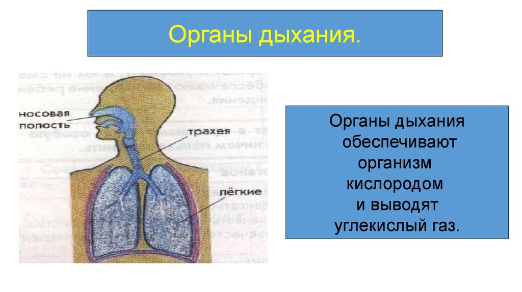 Органы дыхания обеспечивают. Обеспечивает организм кислородом и выводят углекислый. Органы дыхания обеспечивают организм кислородом и избавляют от чего. Путь кислорода в организме носовая полость-.