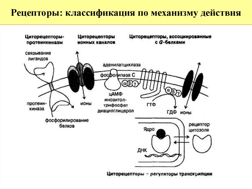 Стимуляция летрозолом схема