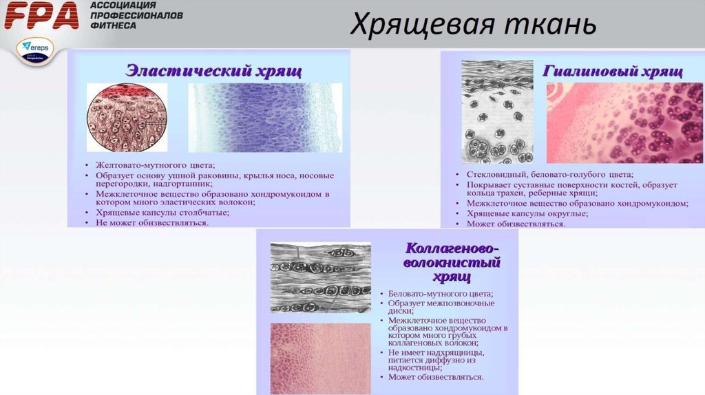 Функция хрящей в организме человека. Строение межклеточного вещества эластичной хрящевой ткани. Наличие межклеточного вещества в гиалиновом хряще. Строение межклеточного вещества эластической хрящевой ткани. Гиалиновый и волокнистый хрящ.