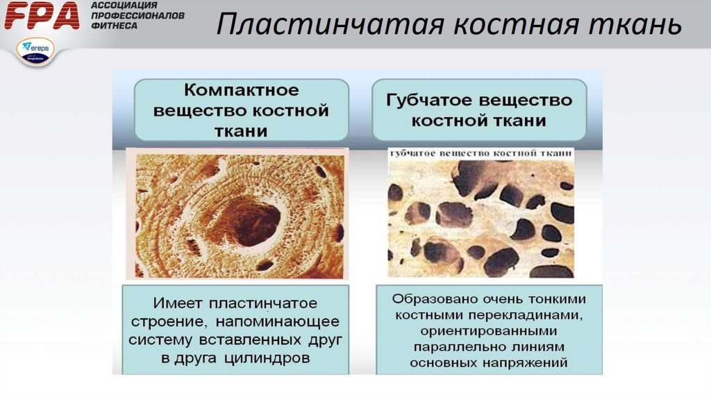 Ткани образующие кость. Пластинчатая костная соединительная ткань строение. Компактная костная ткань губчатая костная ткань. Пластинчатая костная ткань. Костные пластинки пластинчатой костной ткани.