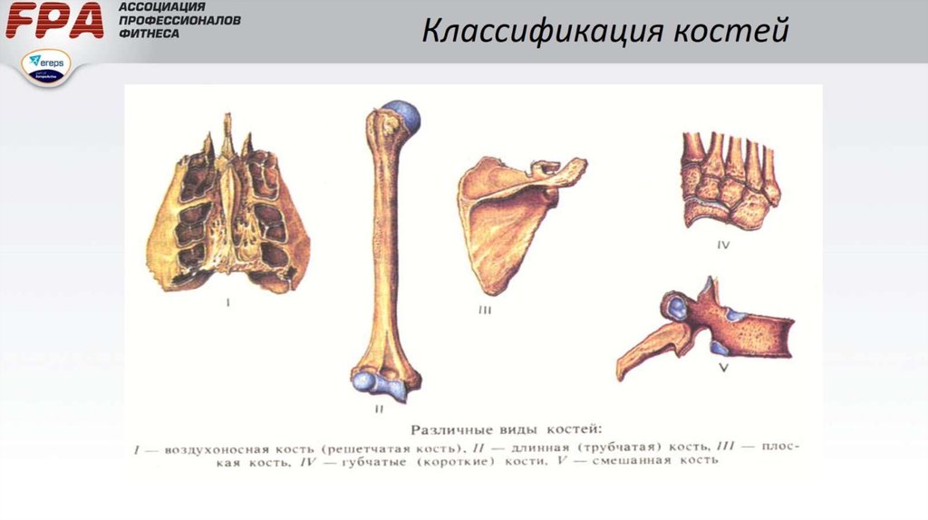 Классификация костей