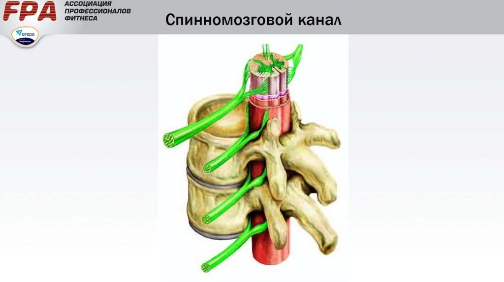 Спинномозговой канал