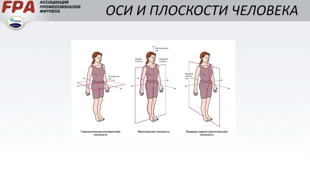 Плоскости тела человека анатомия рисунок