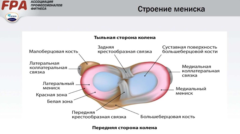 Медиальный мениск коленного сустава лечение. Строение мениска коленного сустава анатомия. Коленный сустав строение мениск. Строение медиального мениска коленного сустава. Мениск колена строение анатомия.