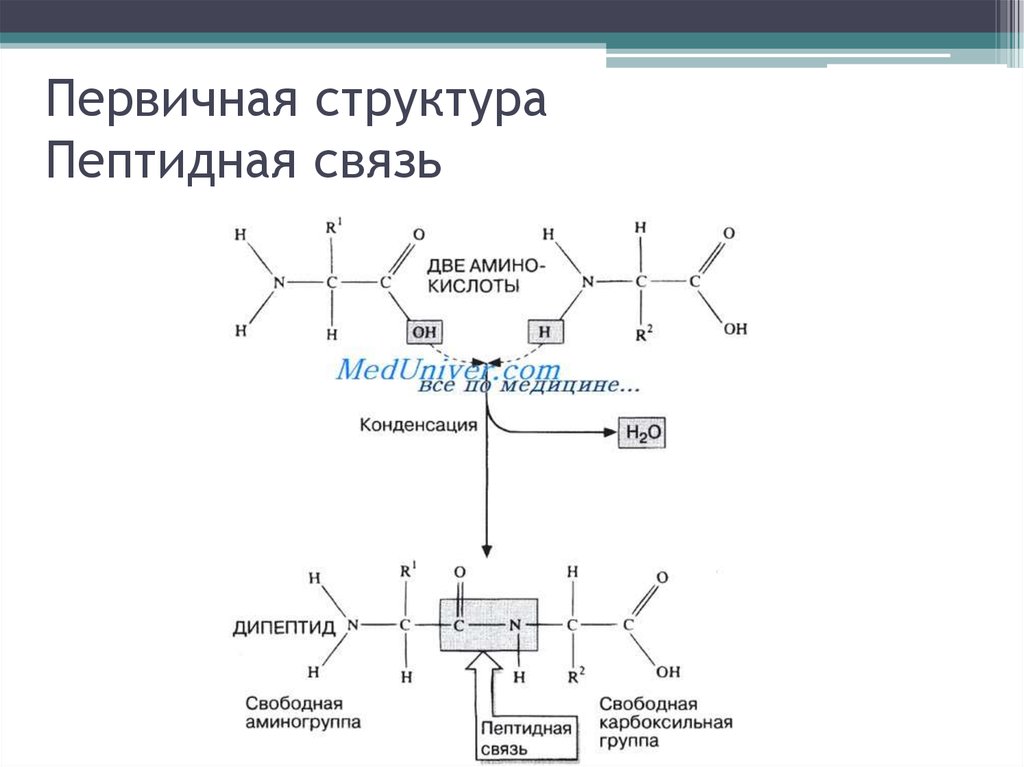 Пептидная связь является. Электронное строение пептидной группы первичная структура. Структура белка пкптидная связьпервичная. Первичная структура белков пептидная связь. Пептиды. Пространственное строение пептидной группы..