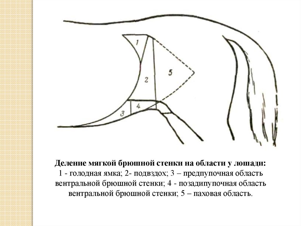 Голодная ямка