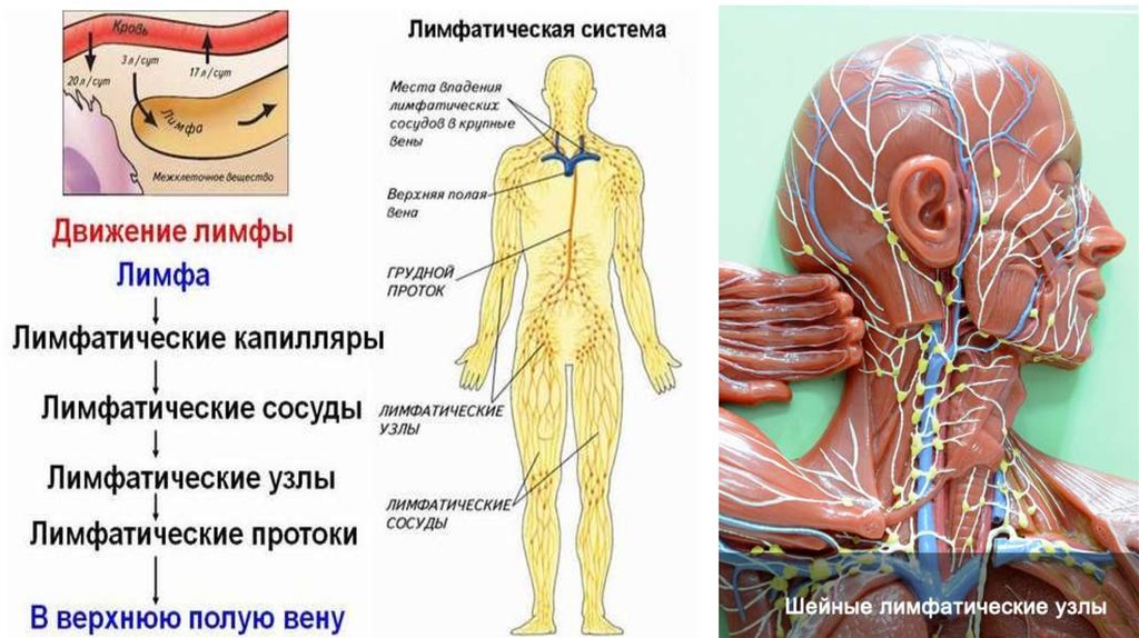 Схема оттока лимфы от тела