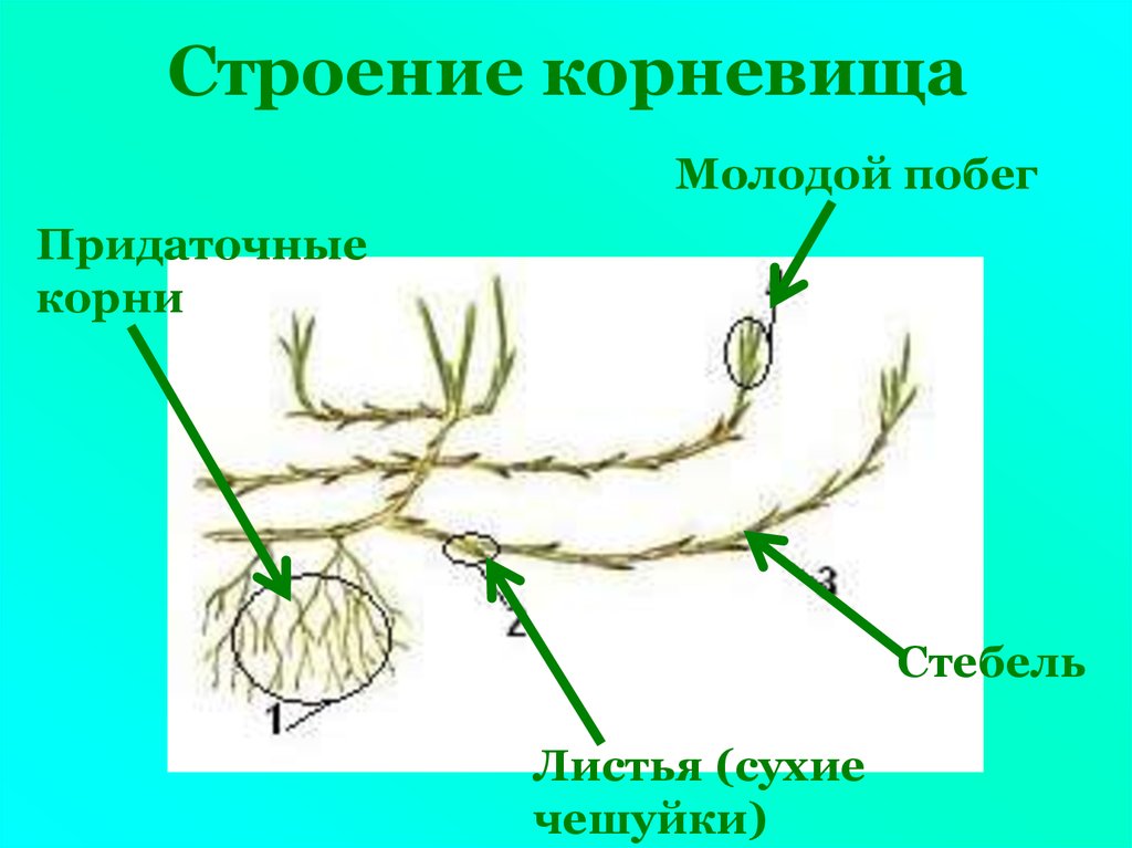 Рисунок корневища. Корневище пырея это видоизмененный побег. Чешуя корневища пырея. Корневище пырея это видоизмененный. Корневище строение чешуйки.