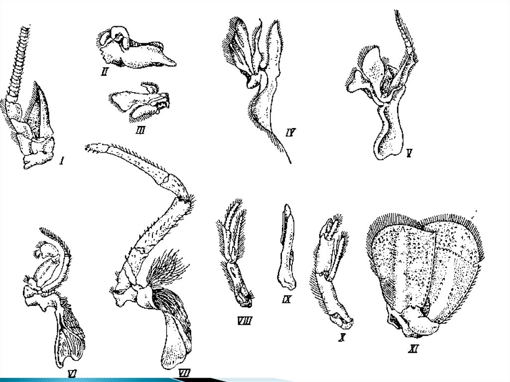 Брюшные конечности рака. Ходильные конечности ракообразных. Строение конечностей ракообразных. Конечности ракообразных и их функции. Схема строения конечности ракообразных.