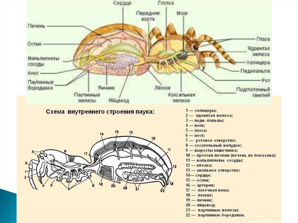 Какого внутреннее строение. Схема внутреннего строения паука. Паук строение паутинные железы. Строение паука позвоночник. Ядовитая железа у пауков.