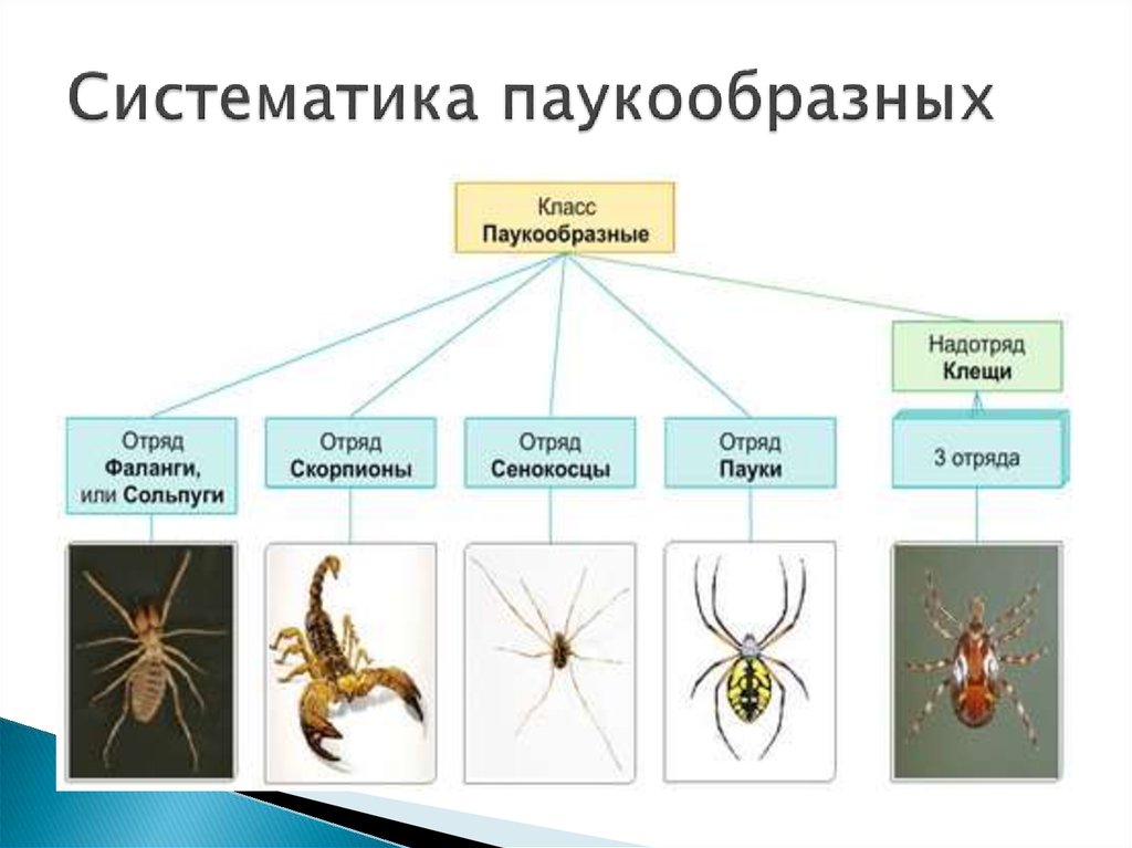Паук относится к паукообразным. Класс паукообразные систематика. Класс паукообразные систематика класса. Отряды относящиеся к классу паукообразные. Классификация паукообразных схема.