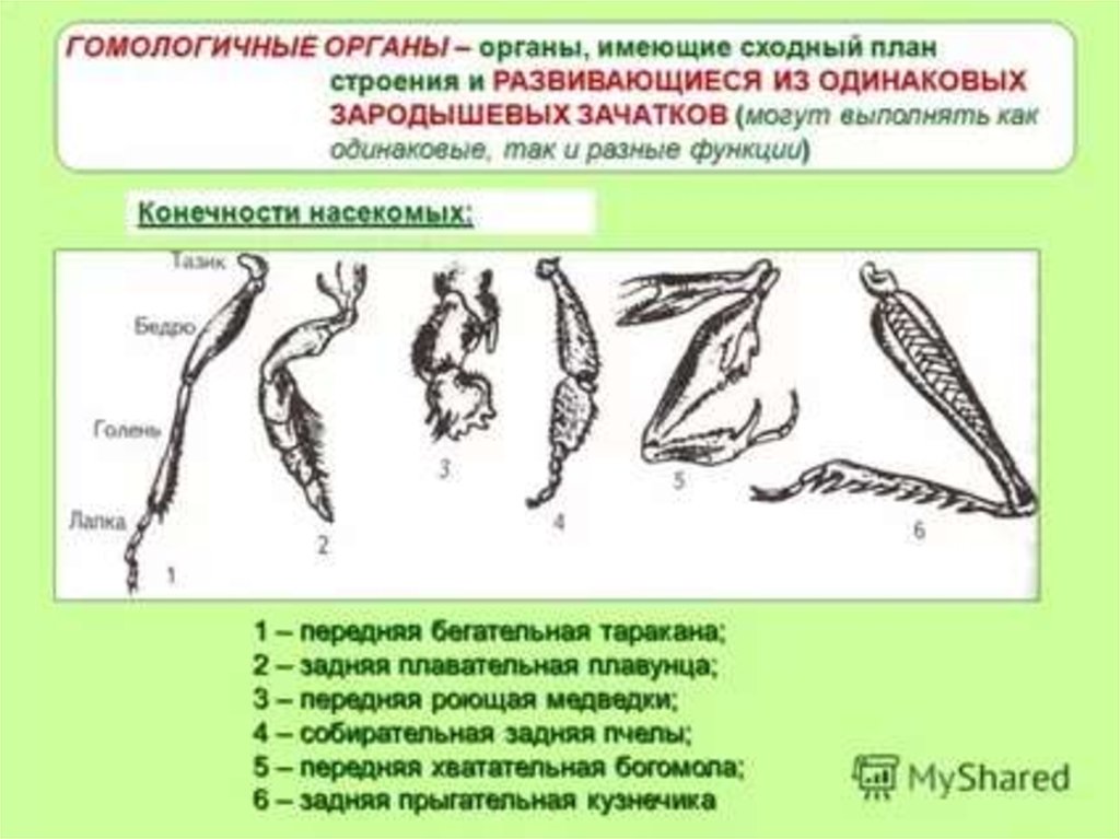 Конечности пчелы и кузнечика ласты дельфина