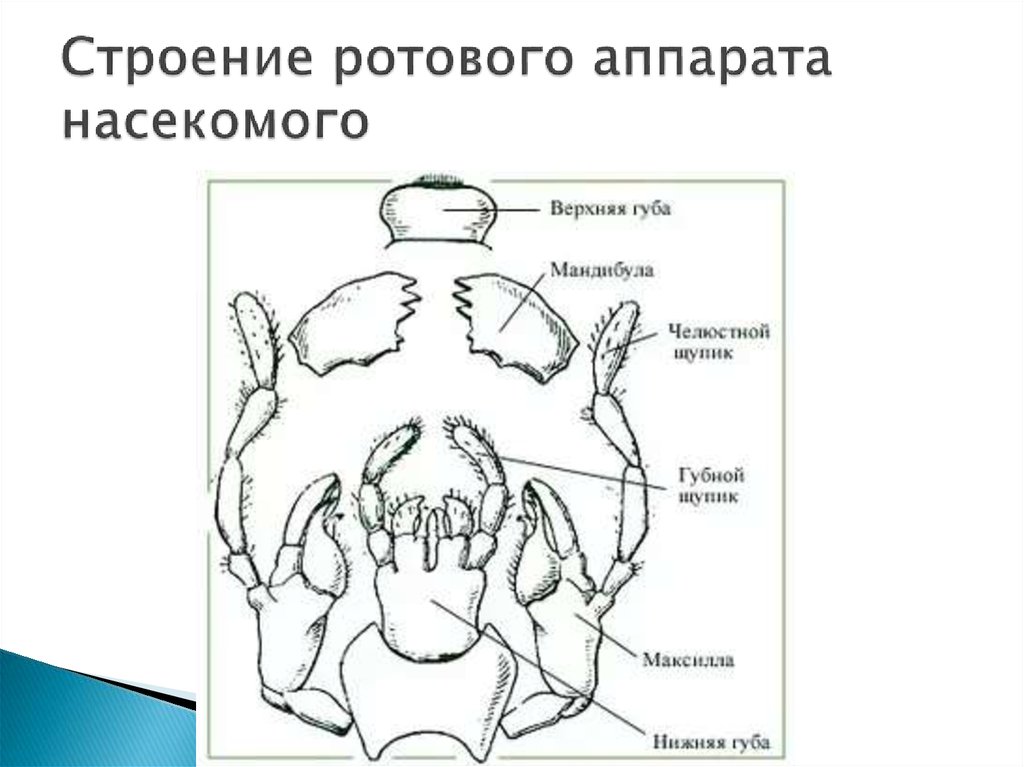 Ротовые органы. Строение грызущего ротового аппарата. Строение ротового аппарата жесткокрылых. Грызущий ротовой аппарат таракана строение. Строение ротового аппарата насекомых.