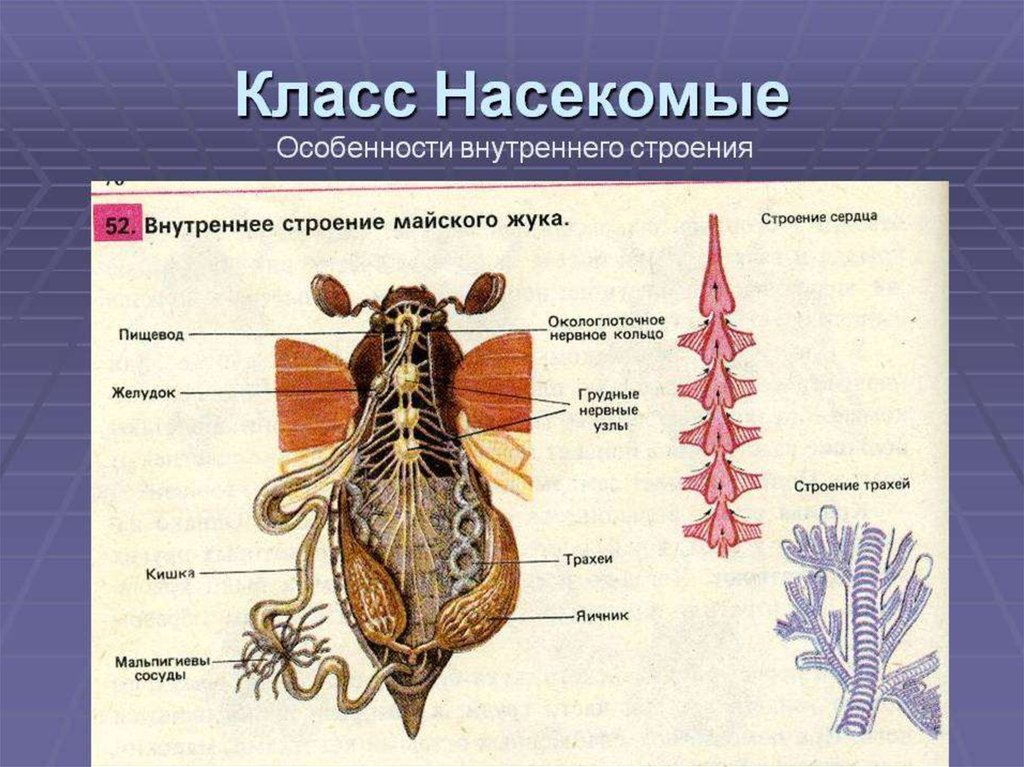 Строение насекомых 7 класс. Тип Членистоногие класс насекомые строение. Внутреннее строение членистоногих насекомых. Тип Членистоногие класс насекомые 7 класс биология. Таблица внутреннее строение насекомых 7 класс биология.