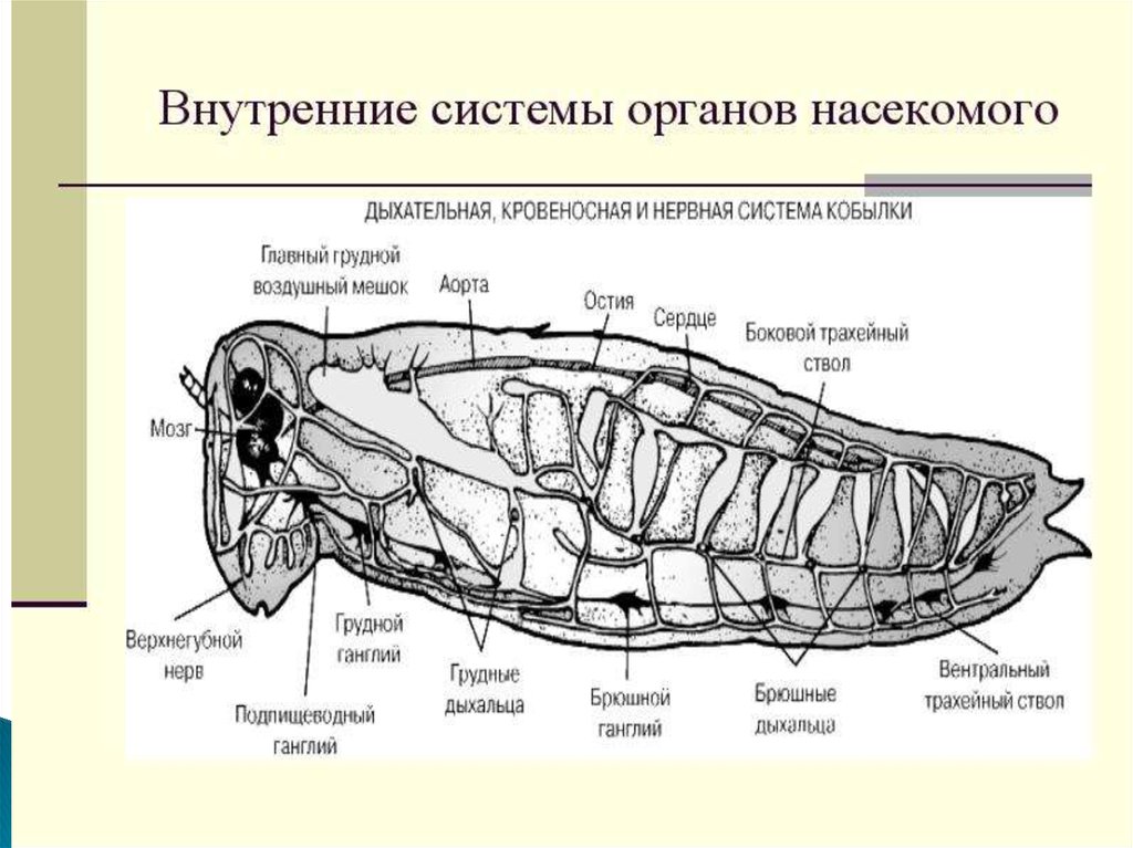 Органы дыхания насекомых. Системы органов насекомых. Дыхательная система насекомых. Дыхательная система насекомых состоит. Функции дыхательной системы у насекомых.