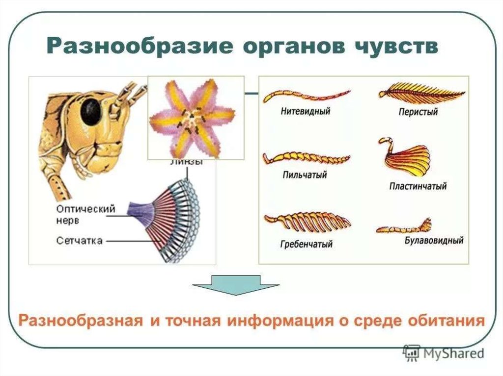 Органы чувств 7 класс