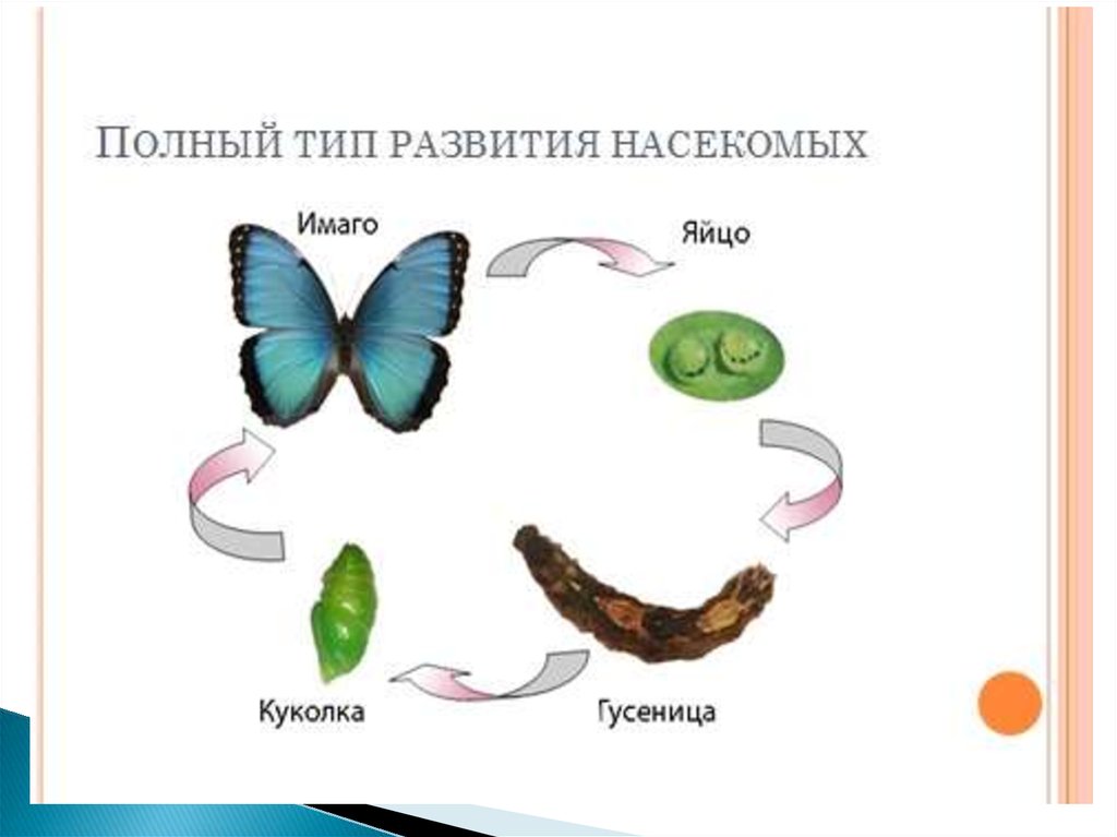 Развитие бабочки схема. Развитие бабочки. Трансформация гусеницы в бабочку. Этапы развития бабочки. Цикл развития бабочки.