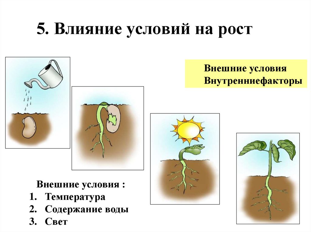 Этапы роста и развития растения
