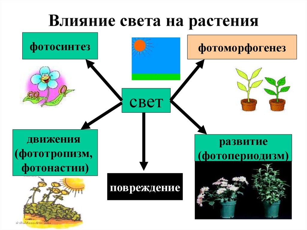 Процессы в жизни растений 5 класс биология. Влияние света на растения. Влияние растений. Влияние света на рост растений. Роль света в жизни растений.