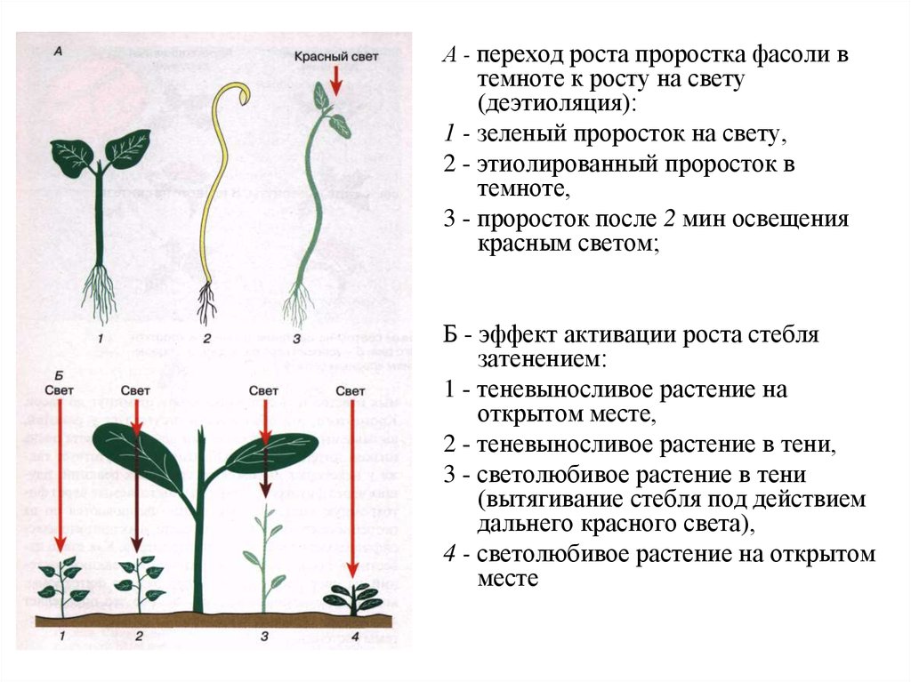 Признаки описывающие рост растения. Рост и питание проростка 6 класс. Рост растений. Рост проростка фасоли. Рост растений в темноте и на свету.