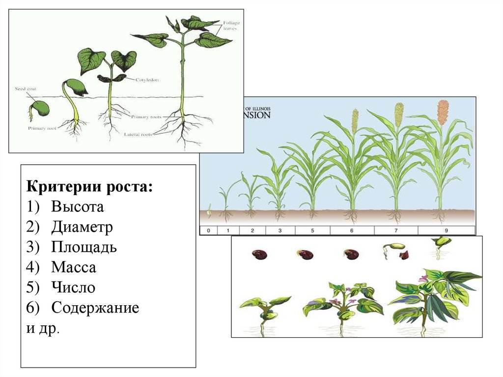 Признаки описывающие рост растения. Рост растений. Типы роста растений. Процесс роста растений. Рост растений в высоту.