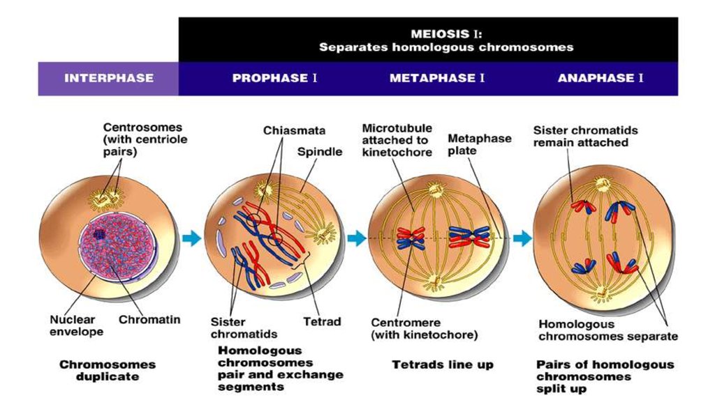 Meiosis. Stages of meiosis - online presentation