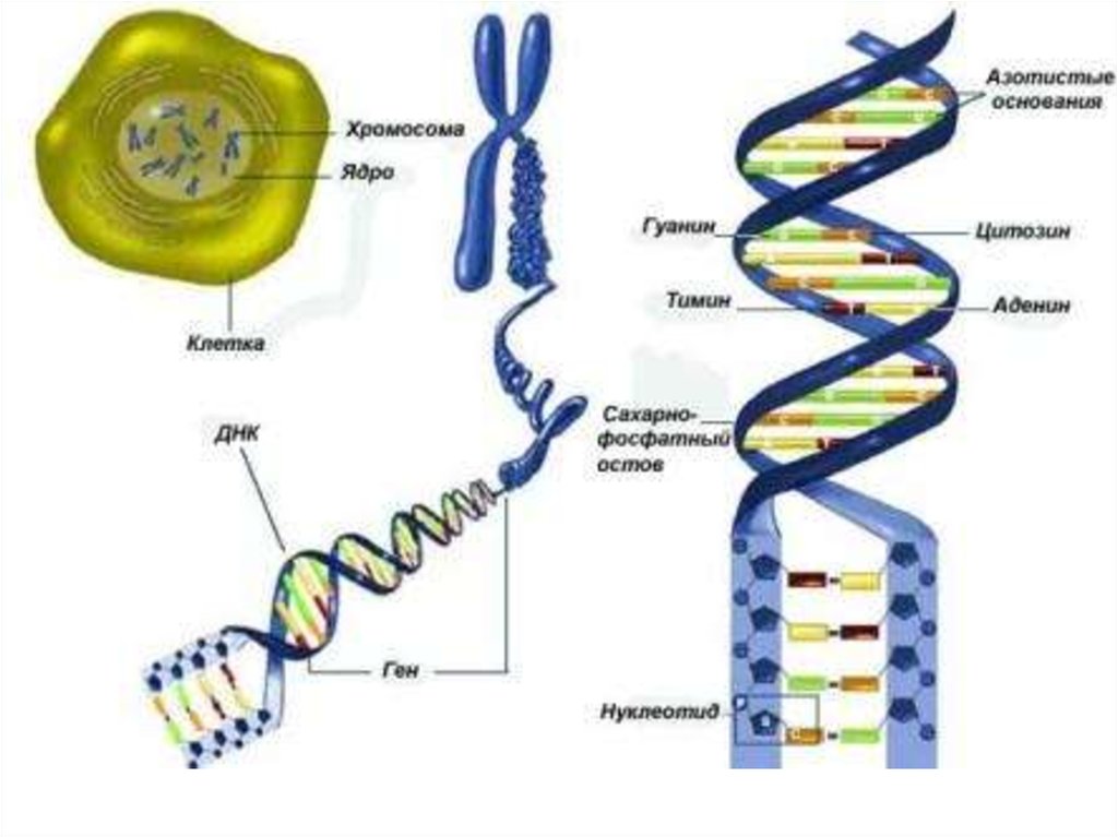 Какая молекула днк в ядре. Ядро хромосомы ДНК ген. Строение ДНК И хромосом. Строение клетки ДНК. Строение Гена ДНК.