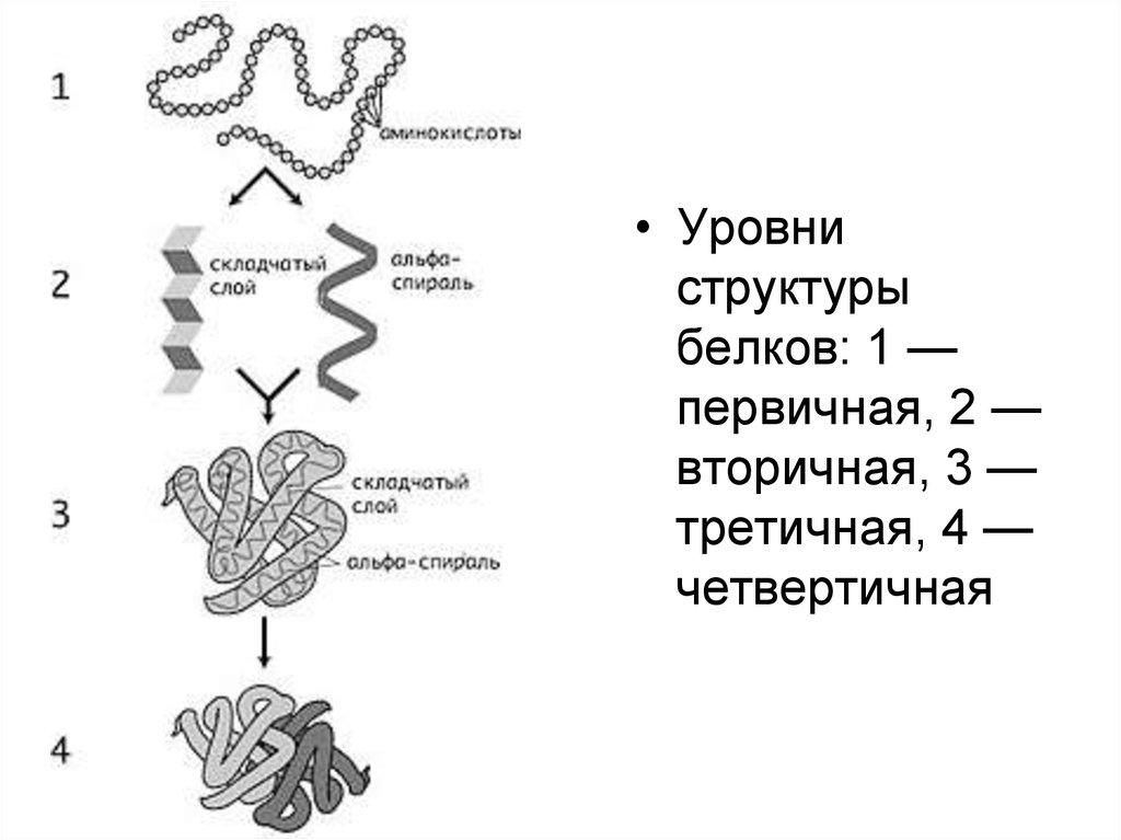 Уровни белков. Структура белков первичная вторичная третичная четвертичная таблица. Белки первичная вторичная третичная четвертичная структуры. Строение белков 4 структуры. Строение белка первичная вторичная третичная четвертичная.