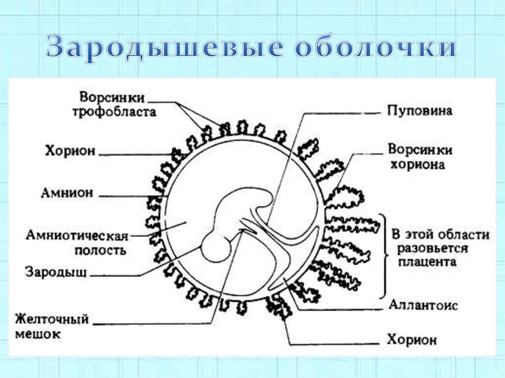 Откуда зародыш получает все необходимое. Схема строения зародышевых оболочек и плаценты млекопитающих. Строение зародыша хорион амнион. Зародышевая оболочка амнион. Зародышевые оболочки млекопитающих строение и функции.