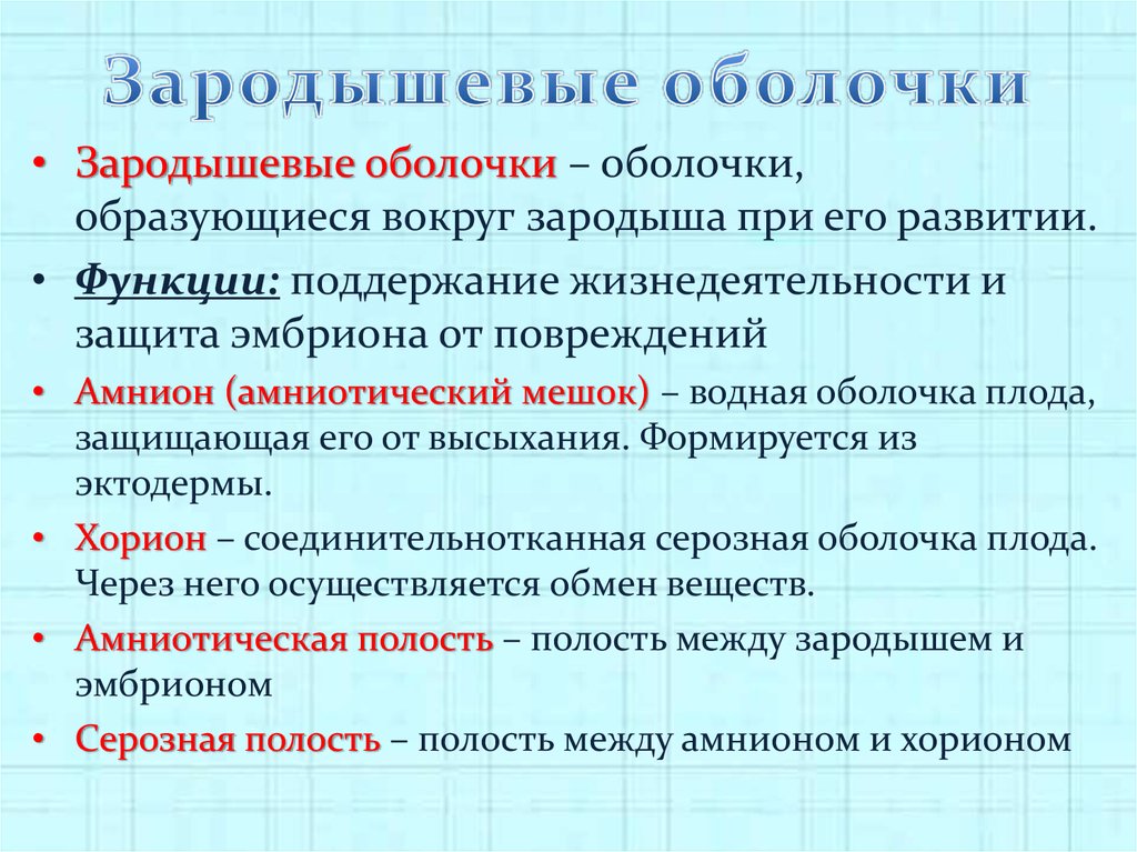 Каким номером на рисунке обозначена часть эмбриона млекопитающего которая участвует в газообмене