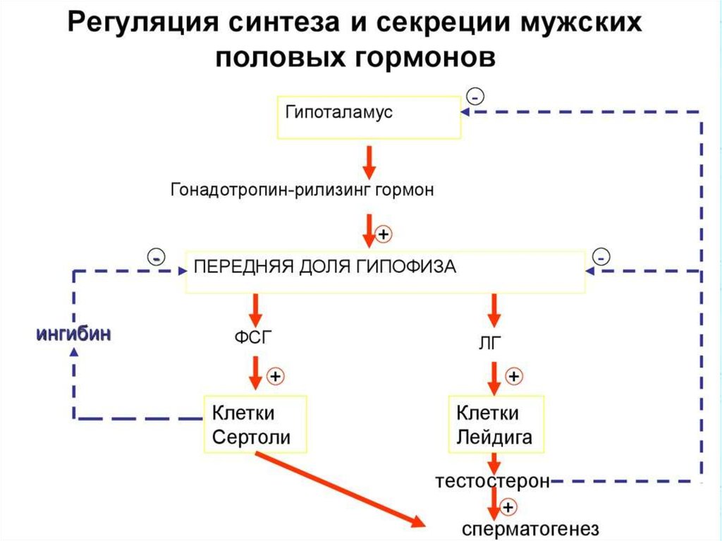 Схема образования тестостерона