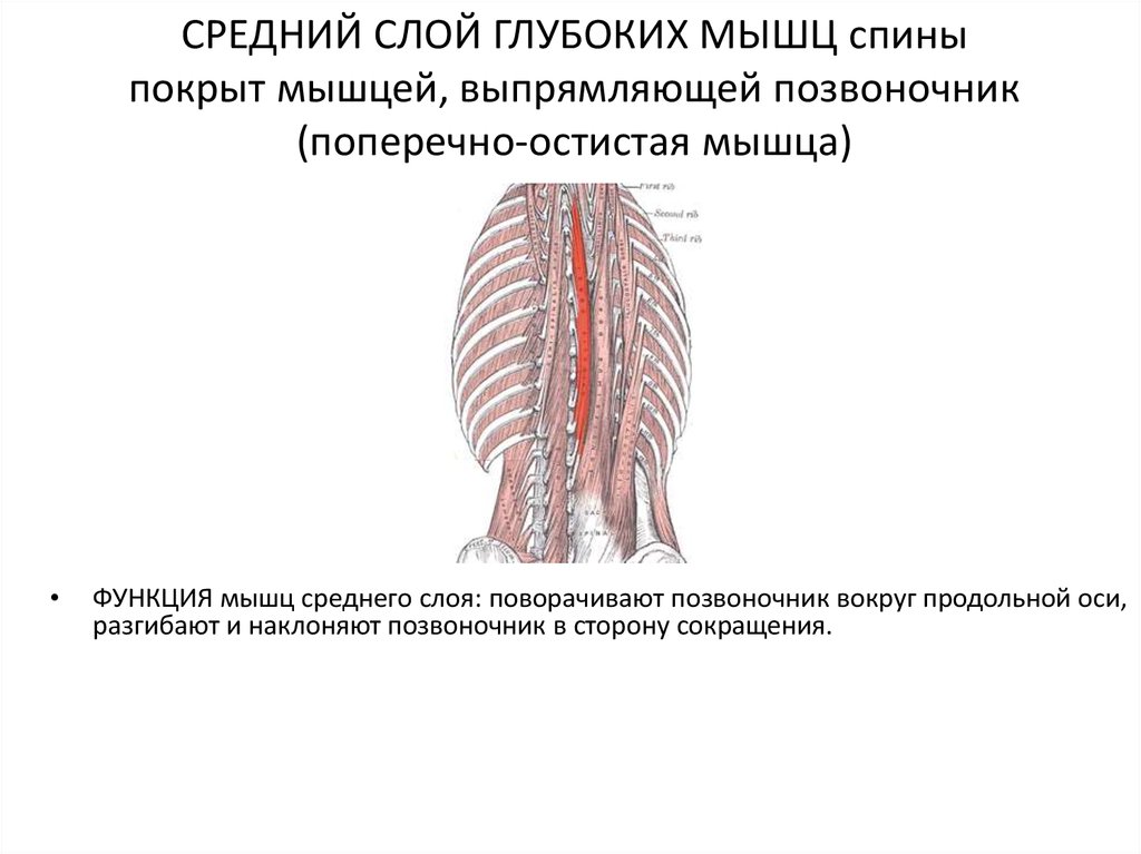 Остистая мышца