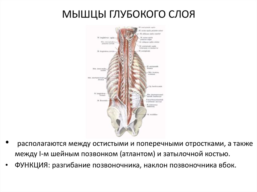 Глубокие мышцы