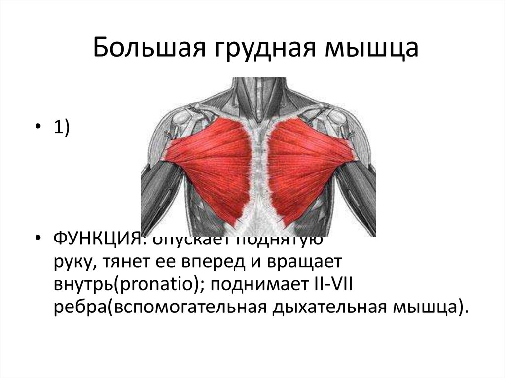 Удаление грудной мышцы. Функия большой грудной мышцы. Грудино реберная часть большой грудной мышцы. Функции прикрепления большой грудной мышцы. Укажите функцию большой грудной мышцы.