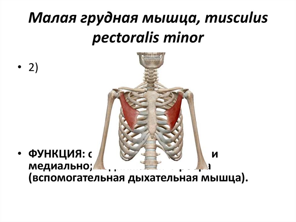 Малая грудная мышца. Укажите функцию малой грудной мышцы. Укажите функции m. pectoralis Minor (малая грудная м.). Малая грудная функции.