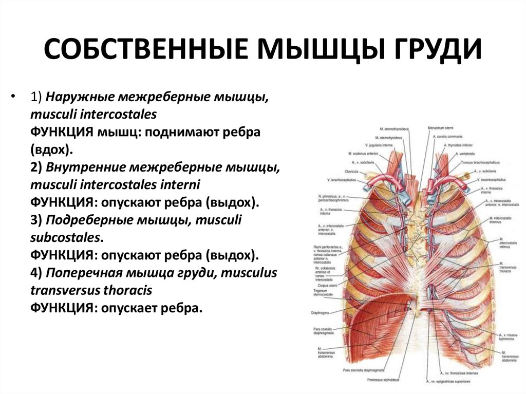 Межреберная диафрагма. Собственные наружные и внутренние межреберные мышцы груди. Подреберные мышцы грудины. Внутренние межреберные мышцы анатомия. Строение грудной клетки мышцы диафрагма.