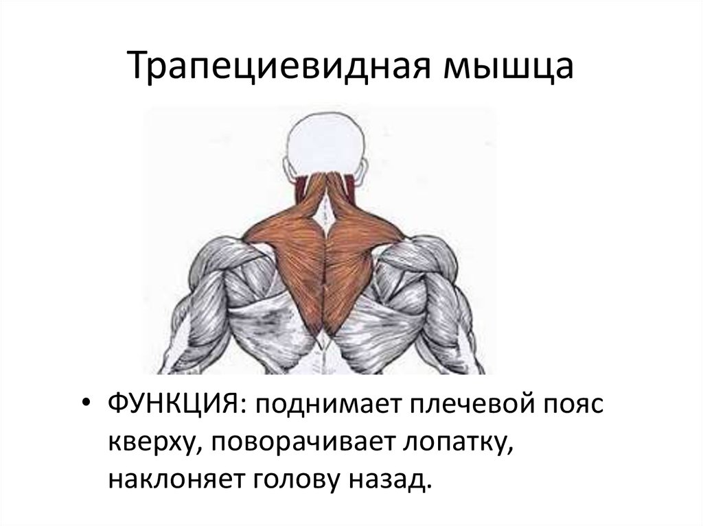 Верхняя трапециевидная. Трапециевидная мышца спины функции. Функции нижней части трапециевидной мышцы. Трапециевидная мышца спины анатомия. Трапециевидная мышца место прикрепления спереди.
