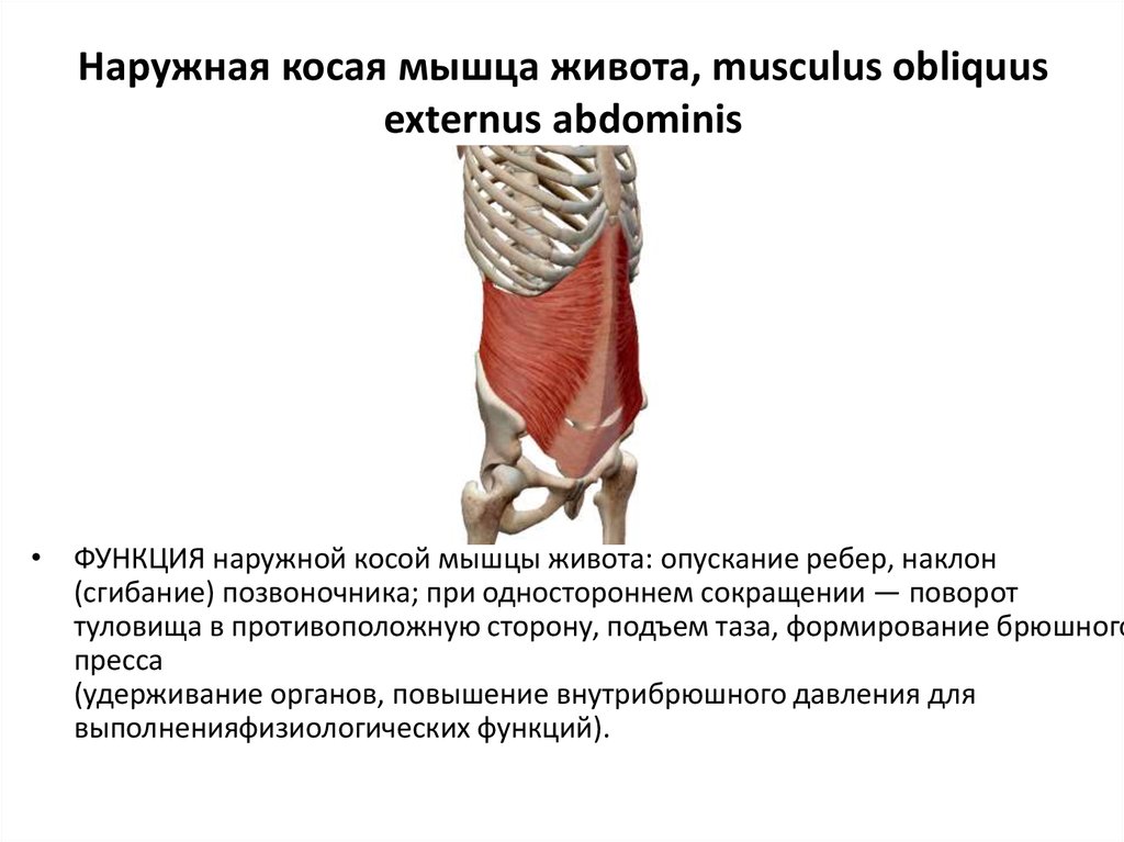 Наружная косая мышца живота, musculus obliquus externus abdominis